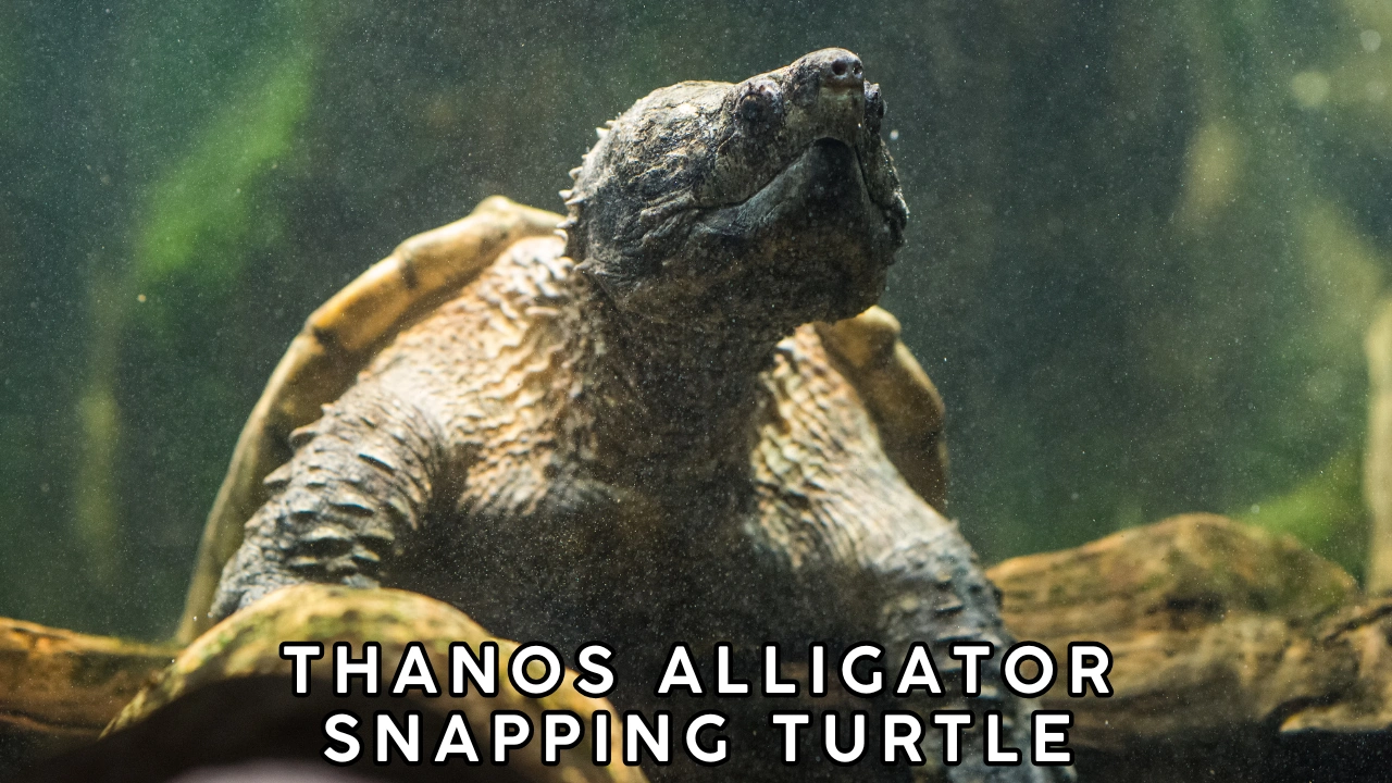 Thanos Alligator Snapping Turtle