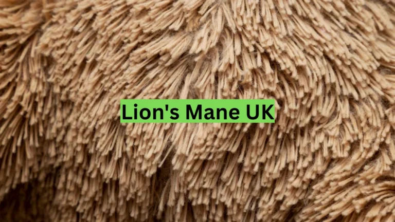 Lion's Mane UK