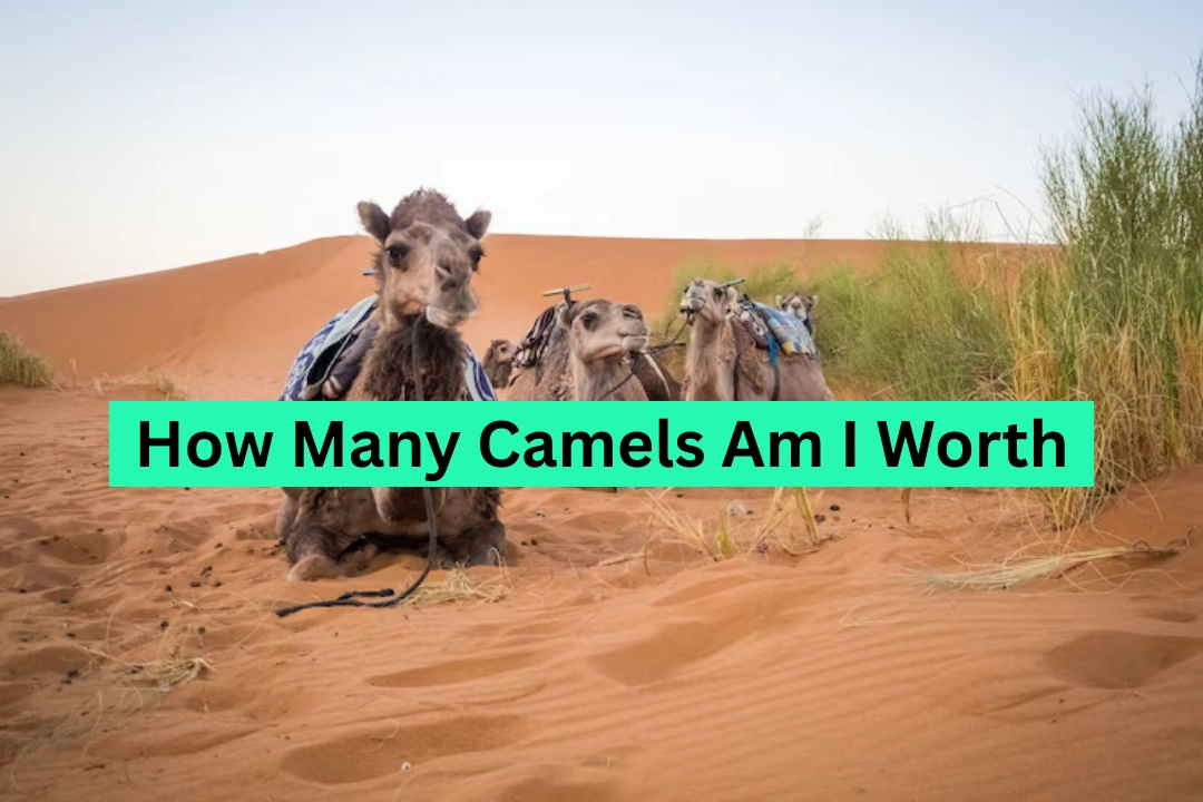 How Many Camels Am I Worth