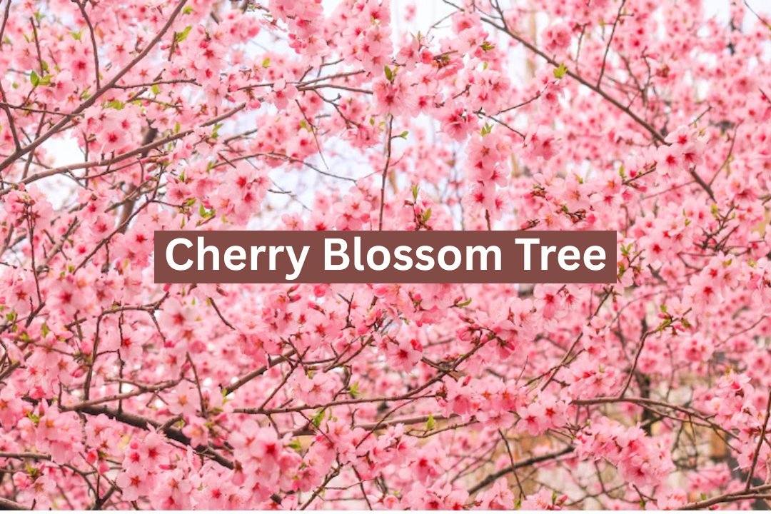 Cherry Blossom Tree